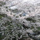 花見