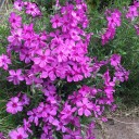 芝桜とボタン