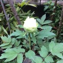 芝桜とボタン