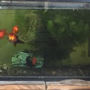 暖かくなったので水槽の掃除