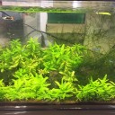 暖かくなったので水槽の掃除