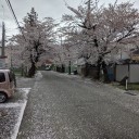 今年は開花が早かったので