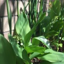 ４月に咲く花