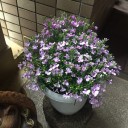 ４月に咲く花
