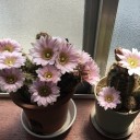 リモートでの異業種交流会