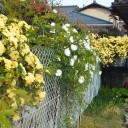 花の季節　到来