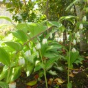 花の季節　到来