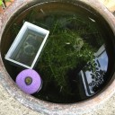 金魚の稚魚が産まれる