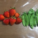 苺とサヤエンドウの収穫