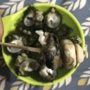 ニナ貝
