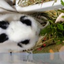 無農薬・朝採り（^ ^）