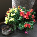 熱帯魚水槽の大掃除