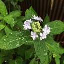 梅雨入り