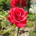 今日から6月！