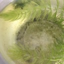 メダカの卵が孵化し始めました