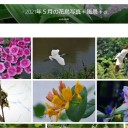 5月度花鳥写真