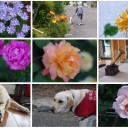 5月度花鳥写真
