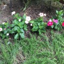 夏の花