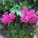 夏の花