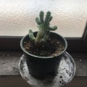 動くサボテン