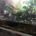 水槽の掃除