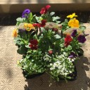 冬の花に入れ替え