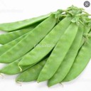野菜の苗を購入
