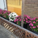 小菊が満開