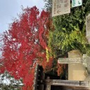 紅葉狩り