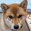 昨日で