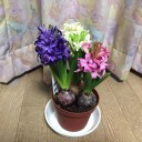 ２月最後の日曜日