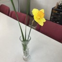 ４種類の水仙が咲きました。