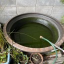 金魚やメダカの水槽の掃除