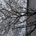 桜便り